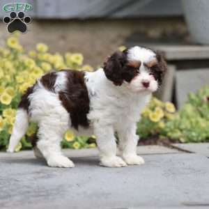 Penny, Cavapoo Puppy